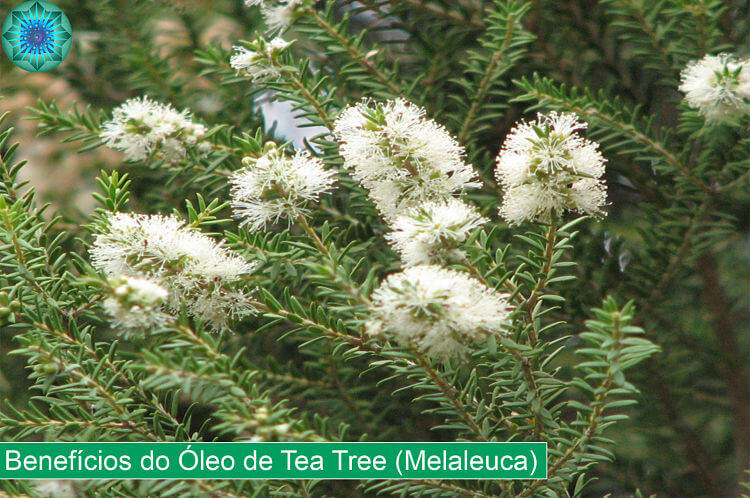 planta tea tree melelauca 