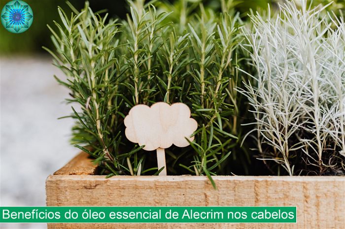 Ervas de alecrim em uma hortinha 