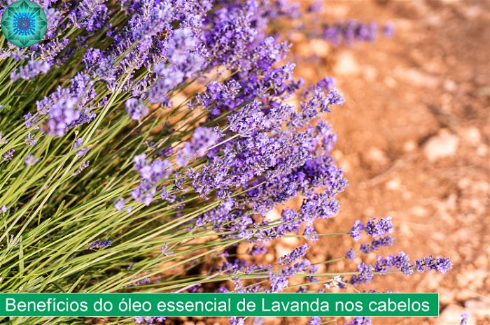 Flores de lavanda plantadas em um jardim amplo